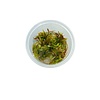 Cryptocoryne usteriana | In vitro cup