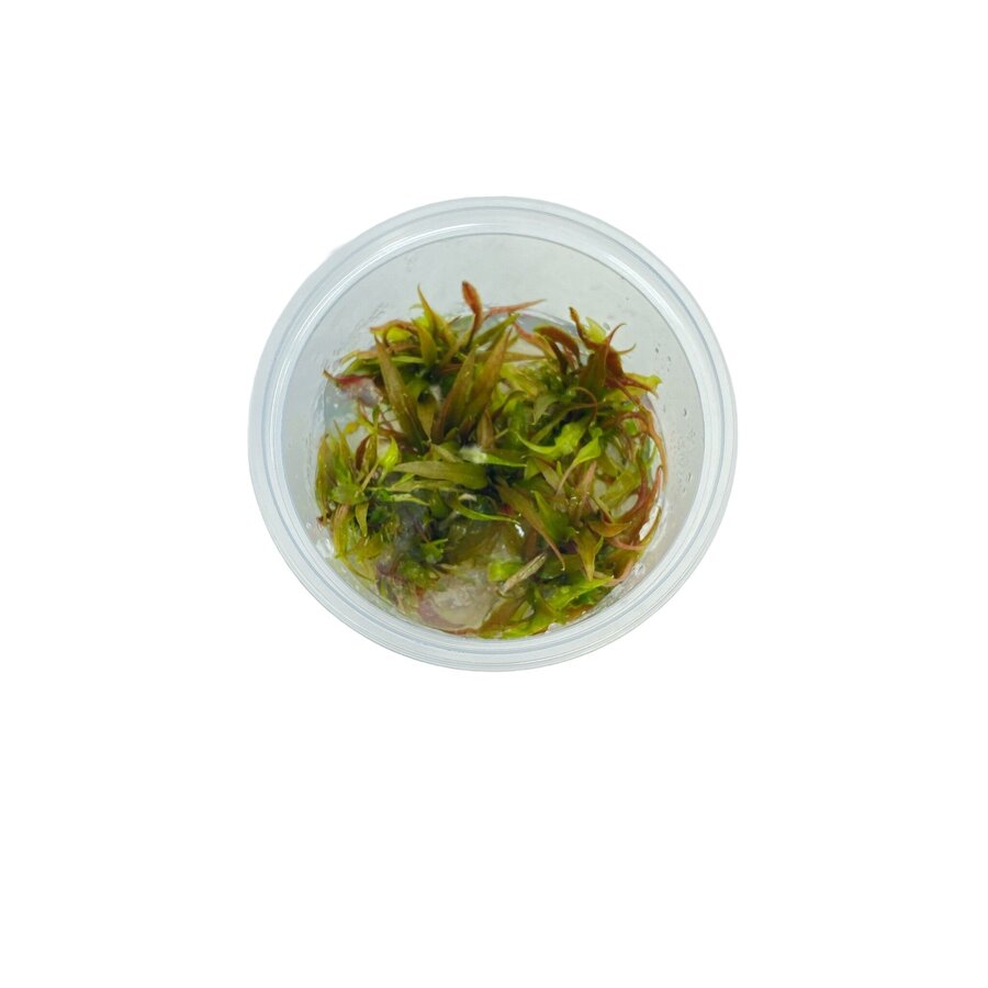 Cryptocoryne usteriana | In vitro cup