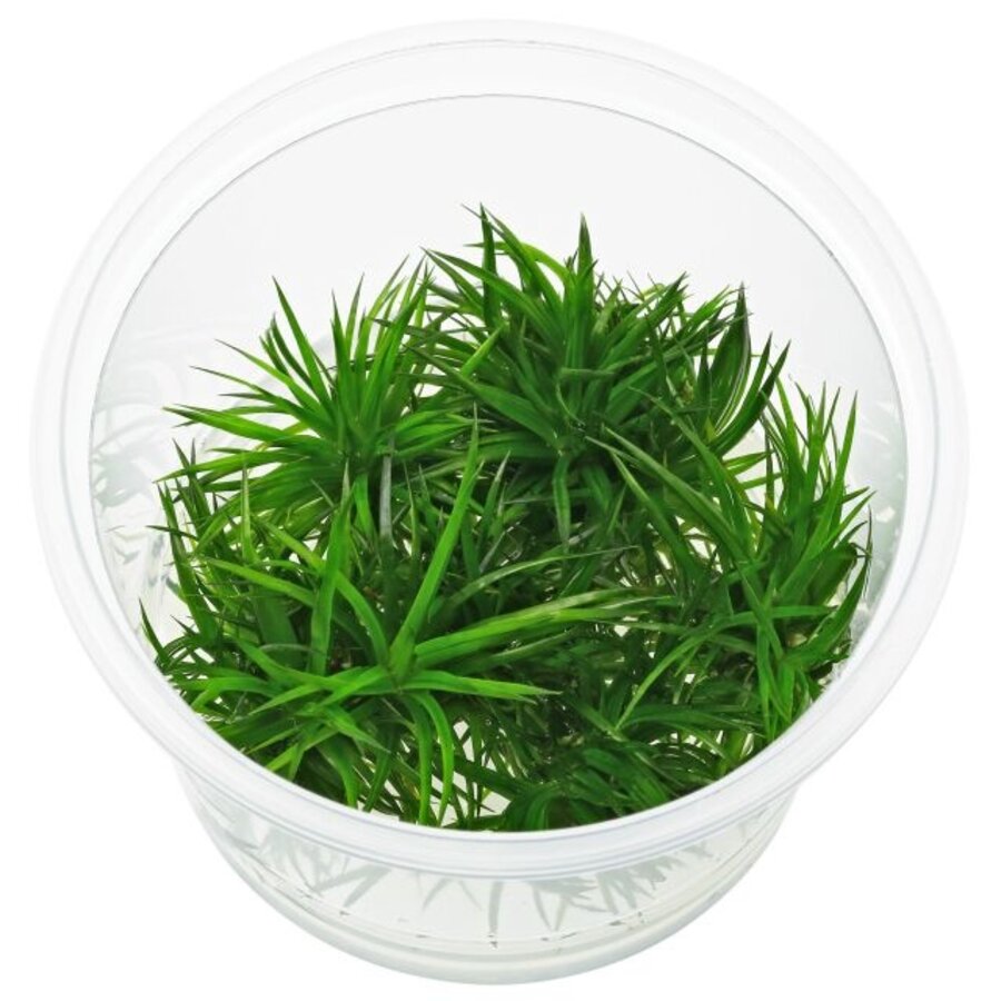 Eriocaulon Polaris | In vitro cup