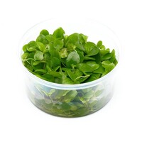 Limnobium Laevifolium | Kikkerbeet | Vitro cup