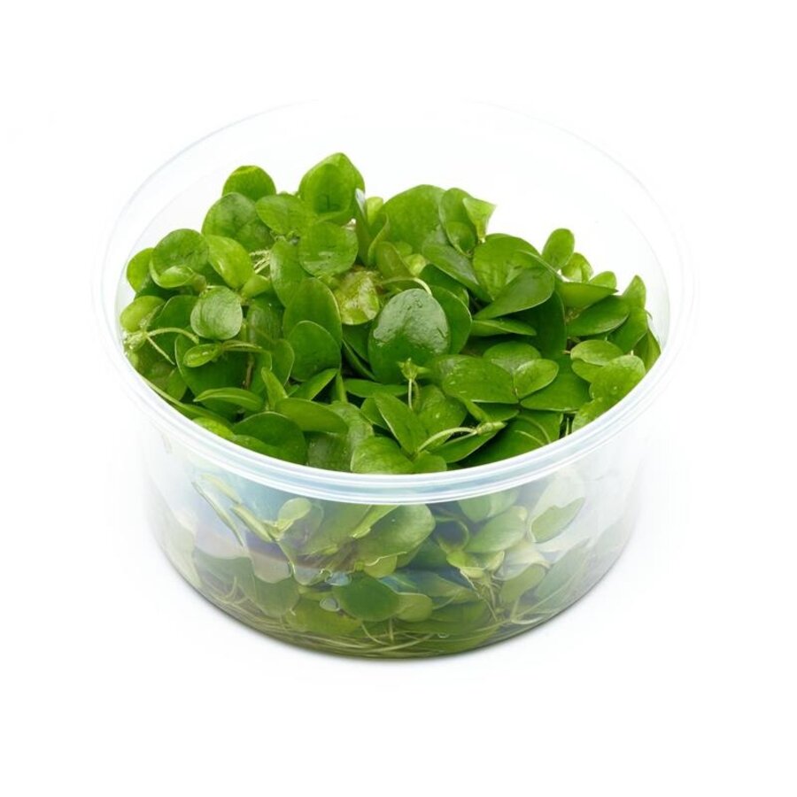 Limnobium Laevifolium | Kikkerbeet | Vitro cup