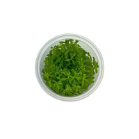 Limnophila Vietnam | In vitro cup