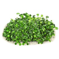Marsilea Hirsuta | In vitro cup