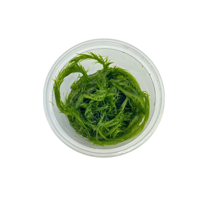 Mayaca Fluviatilis | In vitro cup