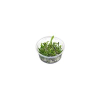 Microsorum Pteropus Petit | In vitro cup