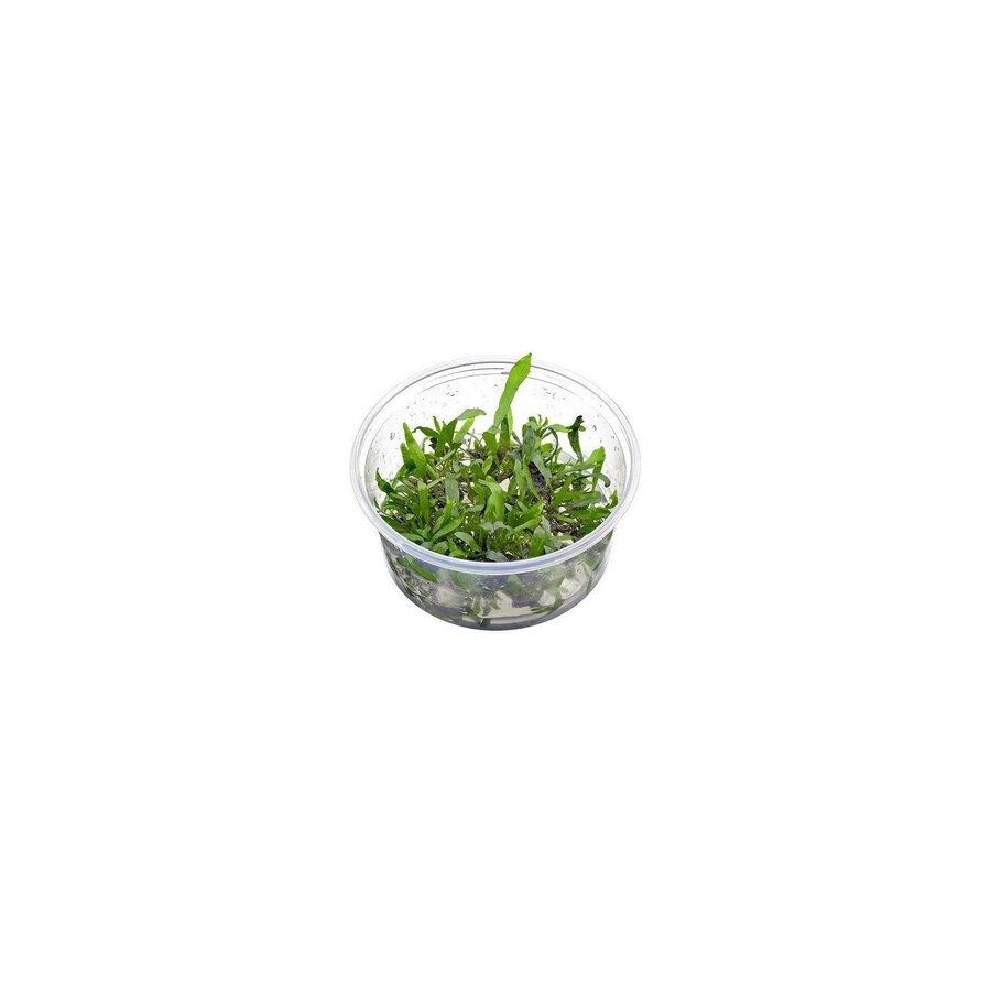 Microsorum Pteropus Petit | In vitro cup