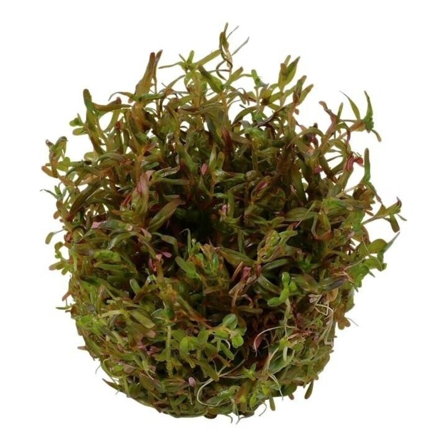 Rotala Rotundifolia H'ra | In vitro cup