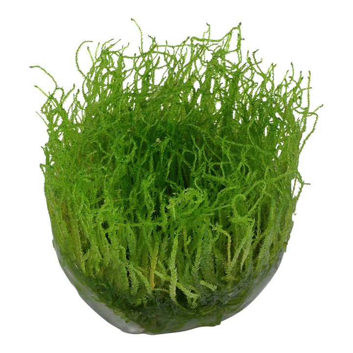 Aquarium Planten Binden ADA Moss Cotton (200m) - Speciaal Draad Voor Het Vastbinden Van Mos Op Hout En Stenen - 200 Meter Groen Draad Aquascaping Tools