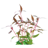 Alternanthera Reineckii Mini | Papegaaienblad | in 5 cm pot