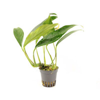 Anubias Afzelii | Speerblad | In 5 cm pot
