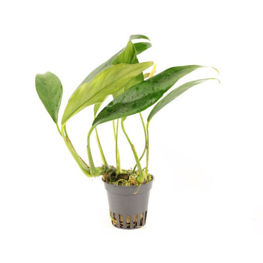 Anubias Afzelii | Speerblad | In 5 cm pot