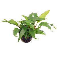 Anubias Barteri Glabra | Speerblad | In 5 cm pot