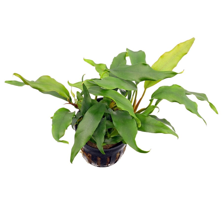 Anubias Barteri Glabra | Speerblad | In 5 cm pot