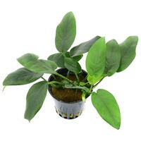 Anubias Barteri Nana Bolang | Speerblad | in 5 cm pot