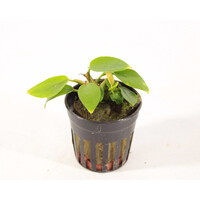 Anubias Nana Golden | in 5 cm pot