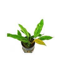 Anubias Barteri Variegata | Speerblad | In 5 cm pot