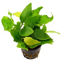 Anubias Species | Speerblad | In 5 cm pot