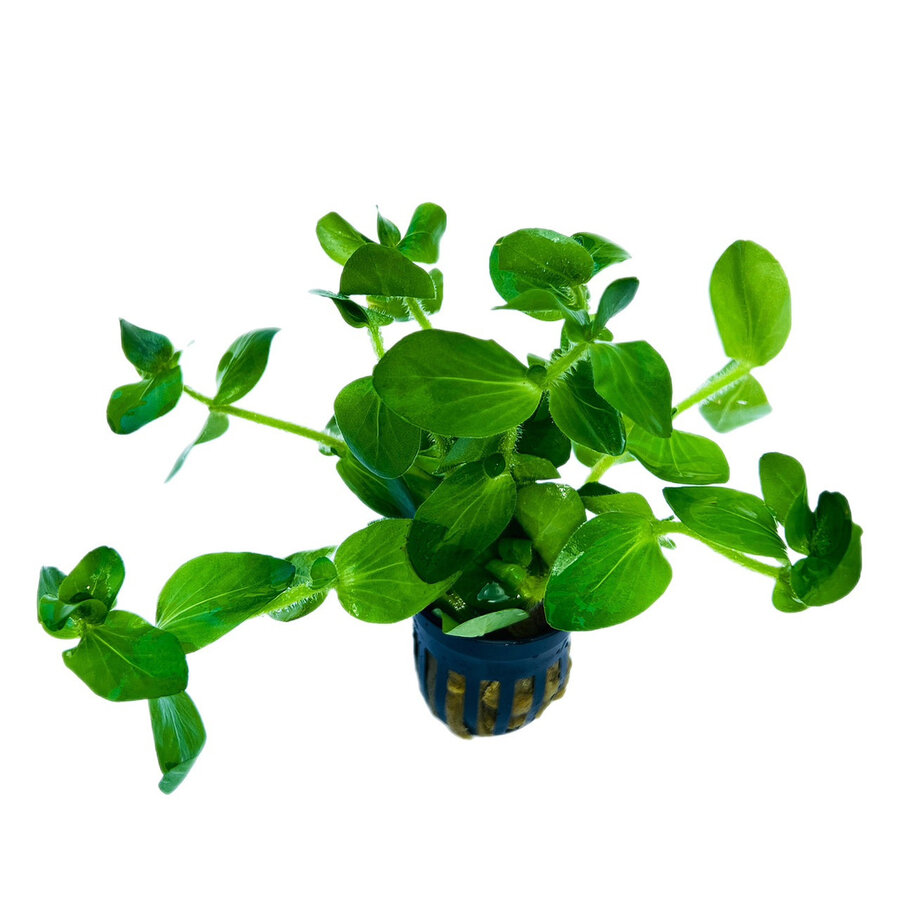 Bacopa Lanigera | in 5 cm pot