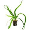 Crinum Natans | In 5 cm pot