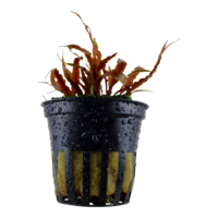 Cryptocoryne Albida | in 5 cm pot