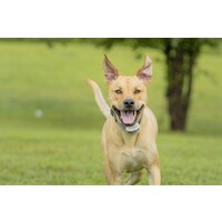 Extra ontvangerhalsband voor onzichtbaar hekwerk | oplaadbaar | 15-60 cm verstelbaar