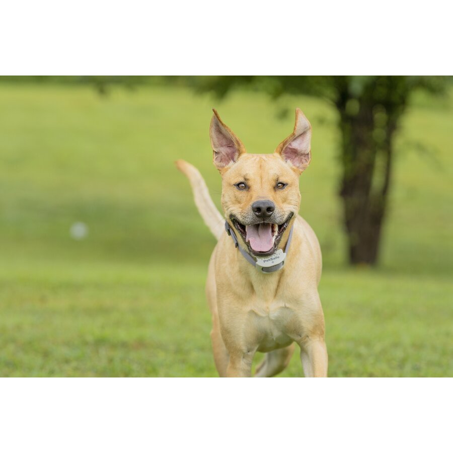 Extra ontvangerhalsband voor onzichtbaar hekwerk | oplaadbaar | 15-60 cm verstelbaar