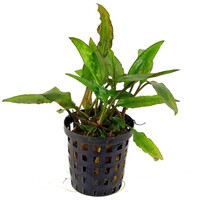 Cryptocoryne Usteriana | in 5 cm pot