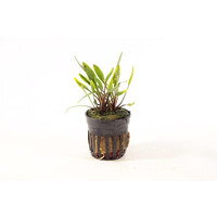 Cryptocoryne Willisii Lucens | in 5 cm pot