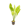 Echinodorus Bleherae | Zwaardplant | in 5 cm pot