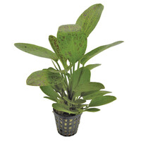 Echinodorus Ozelot | in 5 cm pot
