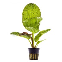 Echinodorus Paul Kloecker | in 5 cm pot