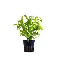 Hygrophila Balsamica | in 5 cm pot