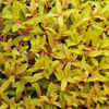 Nesaea Pedicellata Golden | in 5 cm pot