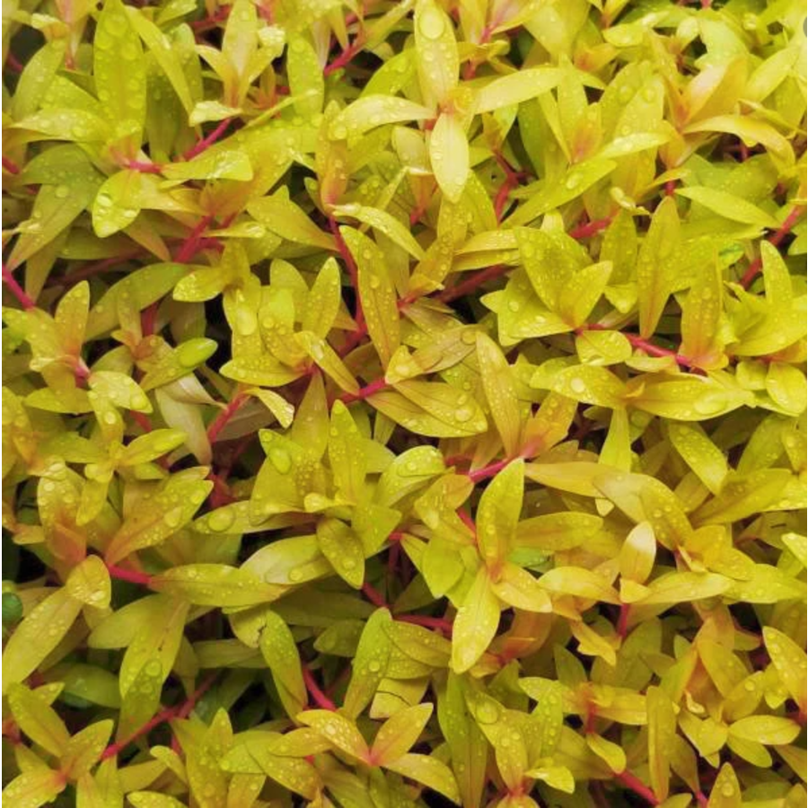 Nesaea Pedicellata Golden | in 5 cm pot