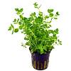 Rotala Species Green | in 5 cm pot