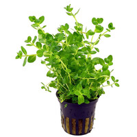 Rotala Species Green | in 5 cm pot