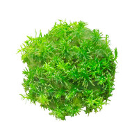 Rotala Species Nanjenshan | in 5 cm pot