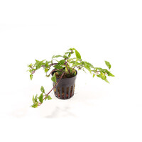 Staurogyne Species Porto Velho | in 5 cm pot