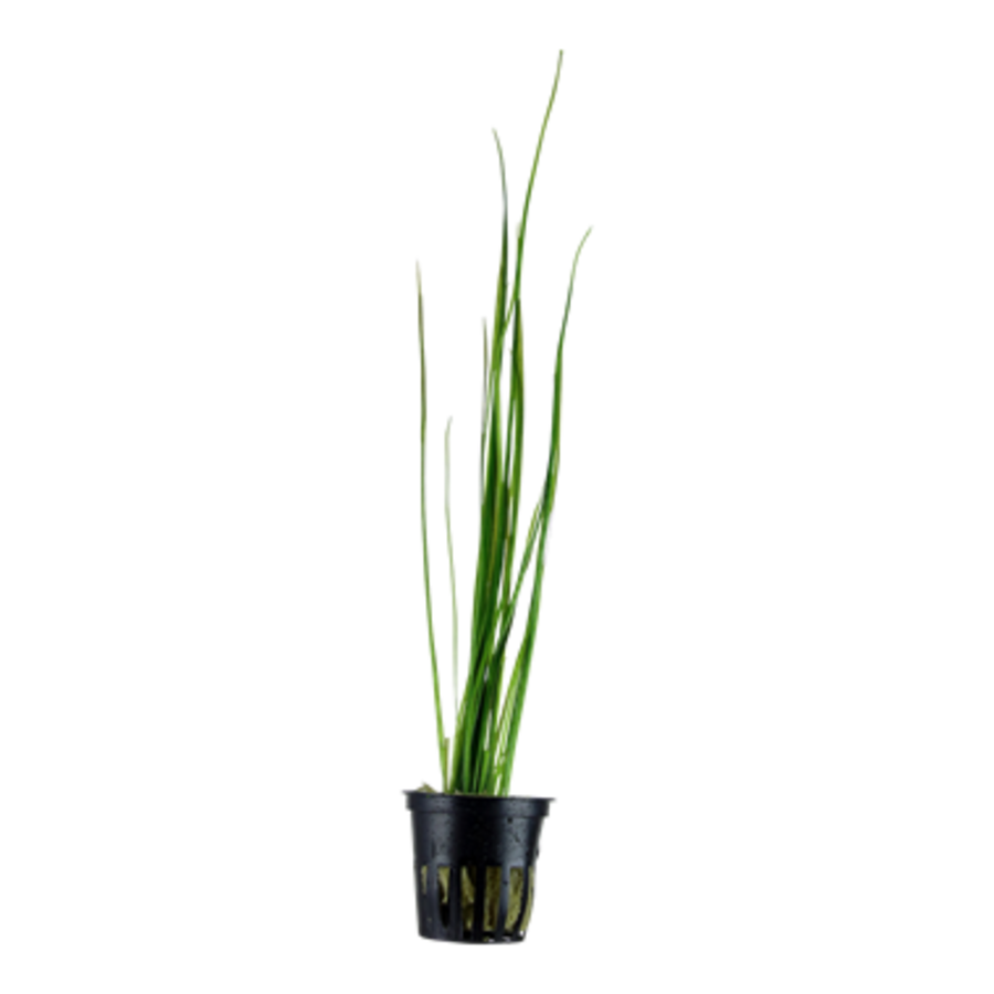 Vallisneria Nana | in 5 cm pot