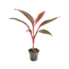 Cordyline Red Edge | in 5 cm pot