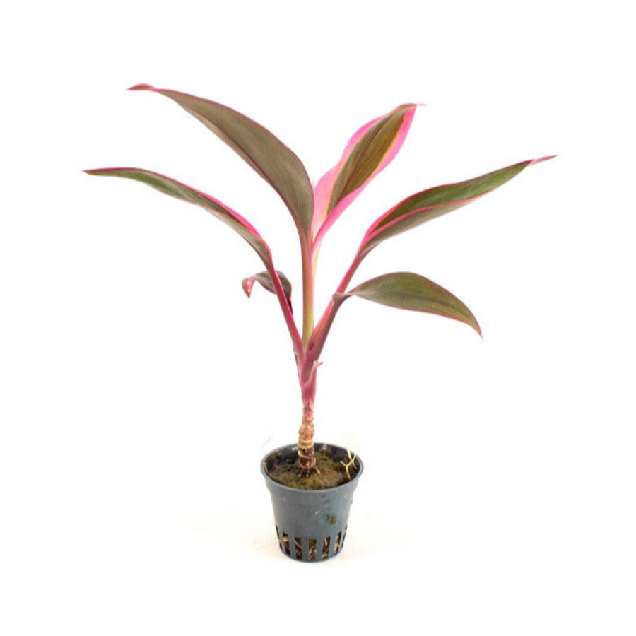 Cordyline Red Edge | in 5 cm pot