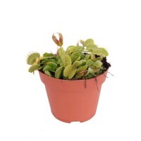 Dionaea Muscipula | Venusvliegenvanger | in 5 cm pot