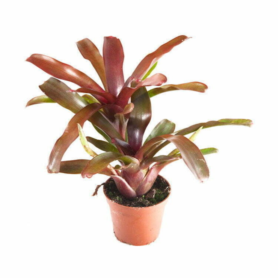 Neoregelia Fireball | in 5 cm pot