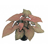 Syngonium Red Knight | in 5 cm pot