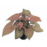 Syngonium Red Knight | in 5 cm pot