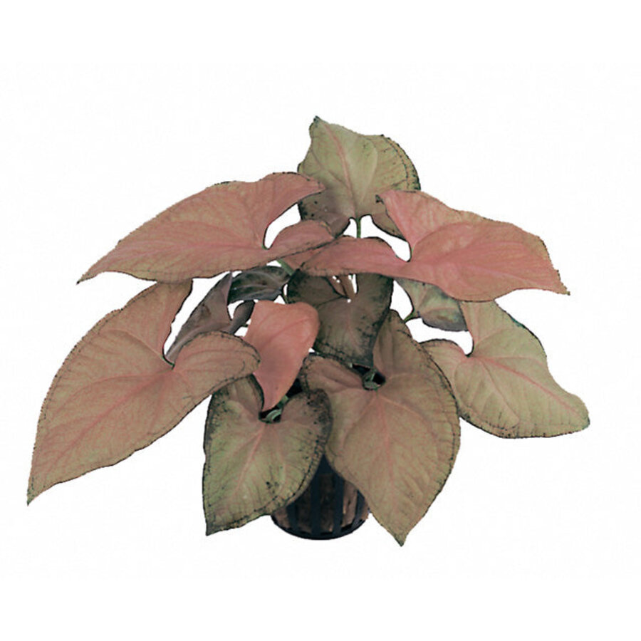 Syngonium Red Knight | in 5 cm pot