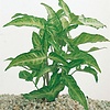 Syngonium White Butterfly | in 5 cm pot