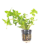 Bacopa Caroliniana | Grofbladige bacopa | In 9CM pot