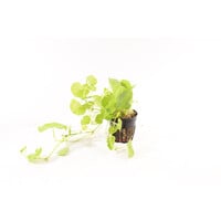 Hydrocotyle Leucocephala | Braziliaanse Klimop | In 9CM pot