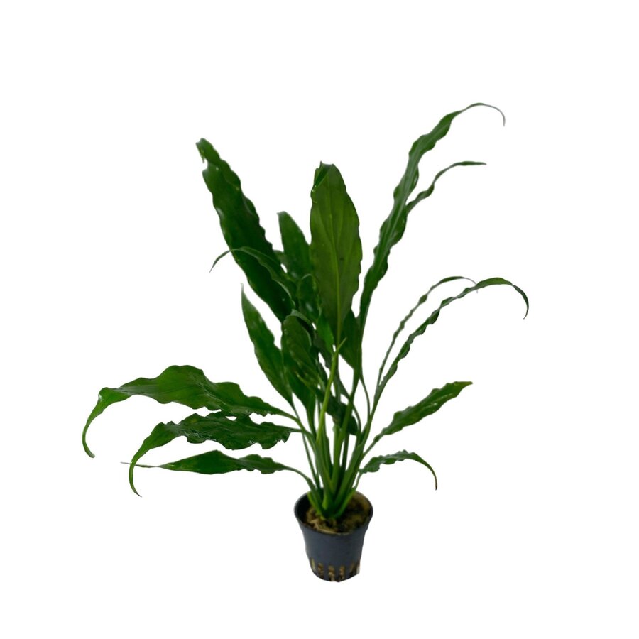 Spathiphyllum Wallisii | Vredeslelie | In 9CM pot